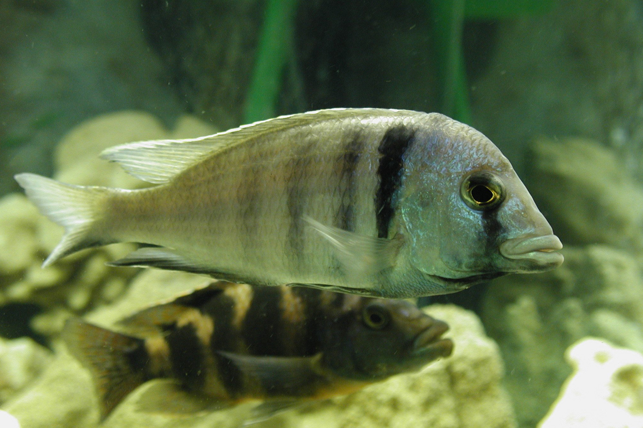 الصالح جروب