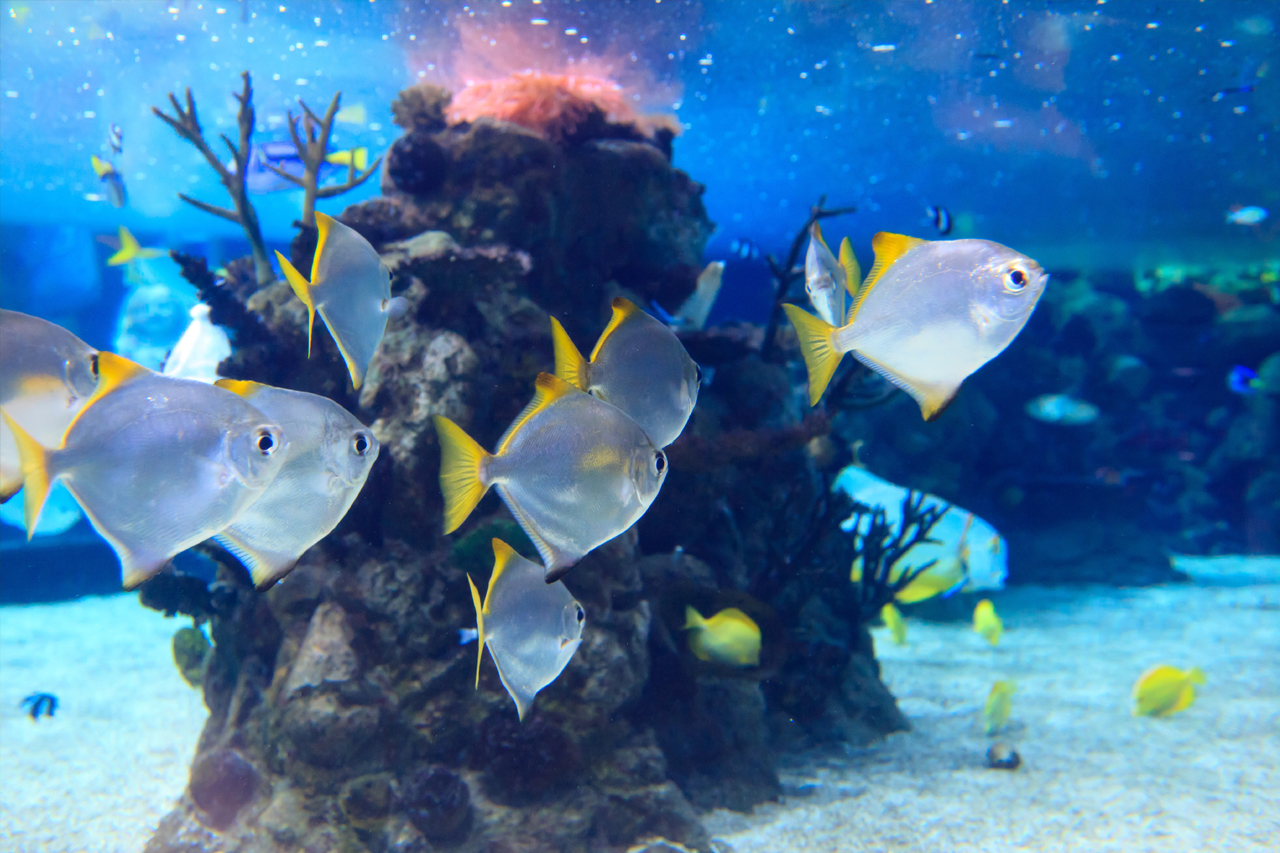 الصالح جروب